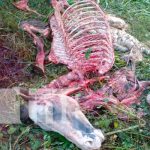 Descubren matadero clandestino de "Cholencos" en Managua