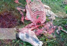 Descubren matadero clandestino de «Cholencos» en Managua Descubren matadero clandestino de "Cholencos" en Managua