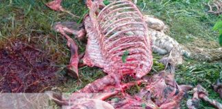 Descubren matadero clandestino de "Cholencos" en Managua