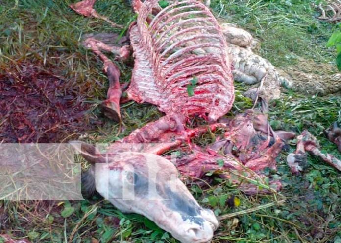 Descubren matadero clandestino de 