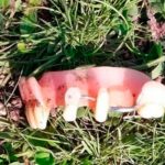 «Salado el brother» intenta robar ovejas y dejo la ‘chapa’ de los dientes Desconocido entró a un corral de ovejas