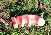 Desconocido entró a un corral de ovejas