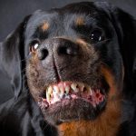 ¡Espeluznante! Muere en su casa y es devorada por sus perros en Londres Cuerpo "parcialmente comido" por sus perros en Londres