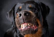 Cuerpo "parcialmente comido" por sus perros en Londres