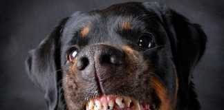 Cuerpo "parcialmente comido" por sus perros en Londres