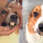 Dueño pone dentadura postiza y lo confunden con castor