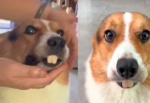 Dueño pone dentadura postiza y lo confunden con castor