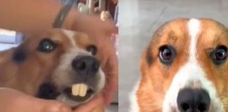 Dueño pone dentadura postiza y lo confunden con castor