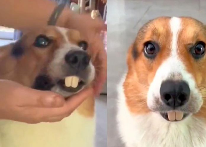 Dueño pone dentadura postiza y lo confunden con castor