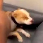 ‘Infeliz’ rapero es detenido por grabarse pateando a su perro en la cabeza Detienen a rapero francés que pateó a su perro