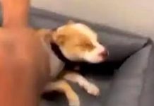 ‘Infeliz’ rapero es detenido por grabarse pateando a su perro en la cabeza Detienen a rapero francés que pateó a su perro