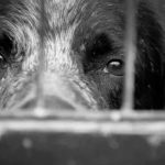 Anciano es condenado a prisión por maltrato animal en Panamá