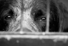 Anciano es condenado a prisión por maltrato animal en Panamá Anciano es condenado a prisión por maltrato animal en Panamá