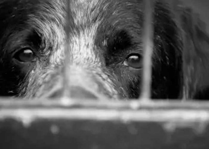 perro-3 Anciano es condenado a prisión por maltrato animal en Panamá