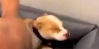 Detienen a rapero francés que pateó a su perro