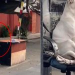 “Contratan” a perro como vigilante en urbanización 