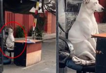 «Hermoso video» Contratan a «Firulais» como vigilante en urbanización “Contratan” a perro como vigilante en urbanización