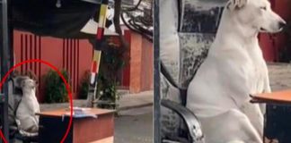 “Contratan” a perro como vigilante en urbanización 