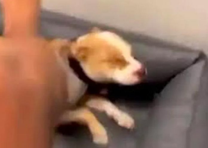 Detienen a rapero francés que pateó a su perro