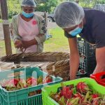 ¿Sabías que Nicaragua tiene un «boom» de la pitahaya roja? Gran producción de pitahayas en Nicaragua