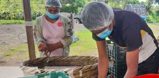 Gran producción de pitahayas en Nicaragua