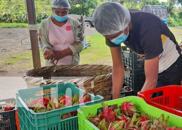 Gran producción de pitahayas en Nicaragua