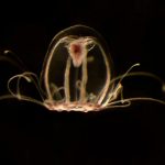 ¡Años intentando vencer a la muerte! Esta medusa puede ser la clave ¡Años intentando vencer a la muerte! Esta medusa puede ser la clave