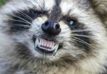 ¡Uy Quieto! Emiten alerta de rabia por un mapache en Dakota del Norte, Estados Unidos