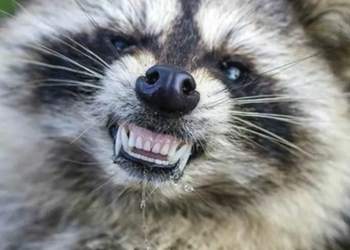 q ¡Uy Quieto! Emiten alerta de rabia por un mapache en Dakota del Norte, Estados Unidos