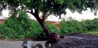 Una historia de susto fue la de un hombre que fue impactado por un rayo en Managua