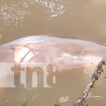 Mueren ahogados dos sujetos en el Río de La Patriota, Matiguás Dos personas mueren al ahogarse en un río de Matiguás