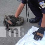 Serpiente pone «pálidos y chirizos» a pobladores de Managua (VIDEO) Pobladores de Managua se ponen asustados por una boa