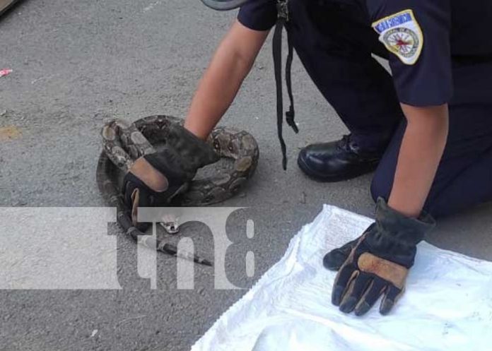 Pobladores de Managua se ponen asustados por una boa