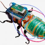 Lo nuevo: Cucaracha cyborg recargable y a control remoto Lo nuevo: Cucaracha cyborg recargable y a control remoto