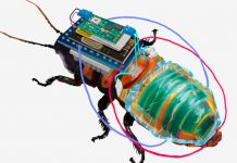 Lo nuevo: Cucaracha cyborg recargable y a control remoto Lo nuevo: Cucaracha cyborg recargable y a control remoto
