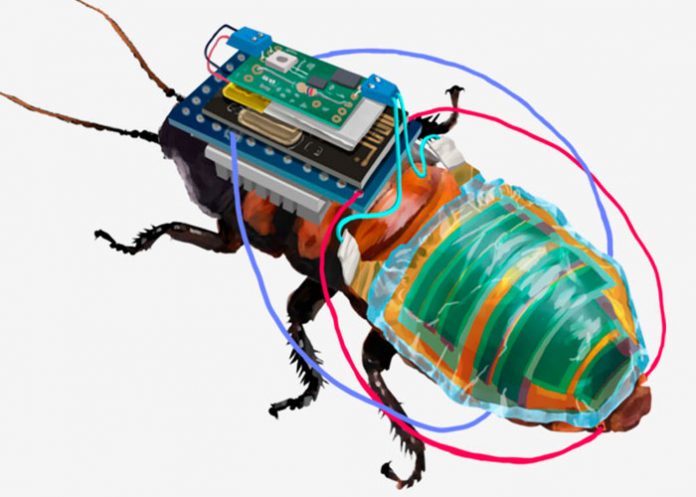 Lo nuevo: Cucaracha cyborg recargable y a control remoto