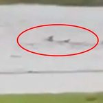 Captan a un tiburón nadando en las calles de Florida durante el huracán Ian Captan a un tiburón nadando en las calles de Florida tras el paso de Ian