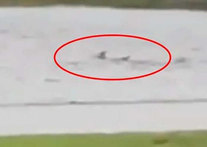 Captan a un tiburón nadando en las calles de Florida tras el paso de Ian