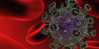 « Las bacterias intestinales» pueden contribuir a la susceptibilidad a la infección por VIH