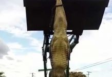 ¡Locura total! En México, cazaron un cocodrilo y decidieron comérselo ¡Locura total! En México, cazaron un cocodrilo y decidieron comérselo