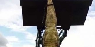¡Locura total! En México, cazaron un cocodrilo y decidieron comérselo