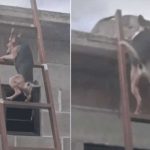 Video: Perro aprende a subir escalera para irse con «la novia» Video: Perro aprende a subir escalera para irse con "la novia"