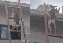 Video: Perro aprende a subir escalera para irse con «la novia» Video: Perro aprende a subir escalera para irse con "la novia"