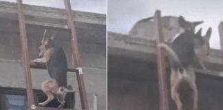 Video: Perro aprende a subir escalera para irse con "la novia"