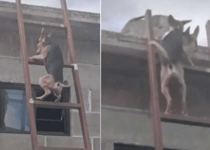 Video: Perro aprende a subir escalera para irse con 