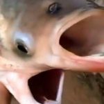 "Y se verán cosas": Avistan extraño pez con dos bocas y cuatro ojos