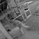 ¡Video! Asombrosa pelea entre padre y oso se vuelve viral en TikTok