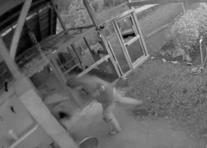 1 ¡Video! Asombrosa pelea entre padre y oso se vuelve viral en TikTok