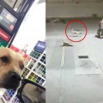 «Héroe sin capa»: Increíble perro frustra asalto en una gasolinera (VIDEO) "Héroe sin capa": Increíble perro frustra asalto en una gasolinera