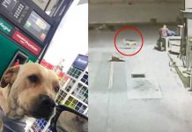 "Héroe sin capa": Increíble perro frustra asalto en una gasolinera